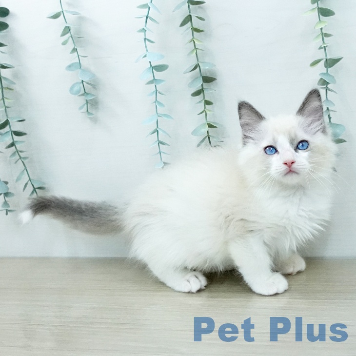 ラグドールの写真2