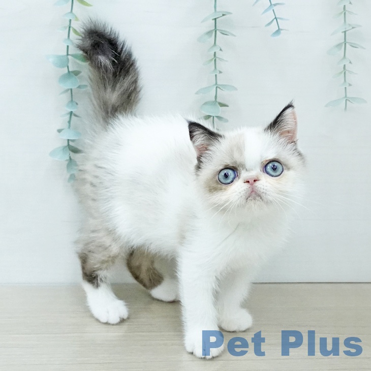 埼玉県のエキゾチック (ペットプラス 与野店/2025年11月15日生まれ/女の子/シールポイントホワイト)の子猫の1枚目の画像