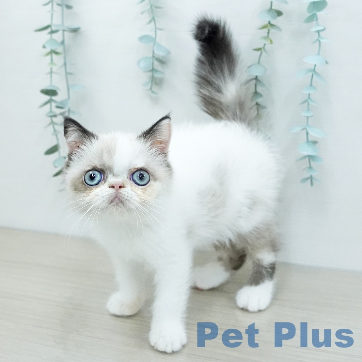 埼玉県のエキゾチック (ペットプラス 与野店/2025年11月15日生まれ/女の子/シールポイントホワイト)の子猫の2枚目の画像