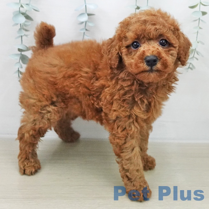 トイ・プードル