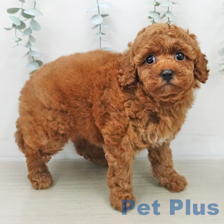 神奈川県のトイプードル(トイ) (ペットプラス 相模原並木店/2025年12月5日生まれ/女の子/レッド)の子犬の1枚目の画像