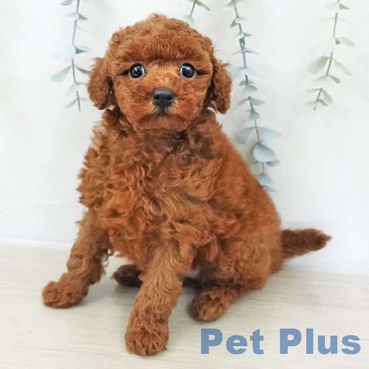 トイ・プードル