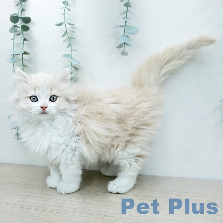 鳥取県のラガマフィン (ペッツワン 日吉津店/2025年11月21日生まれ/男の子/クリームタビーホワイト)の子猫の2枚目の画像