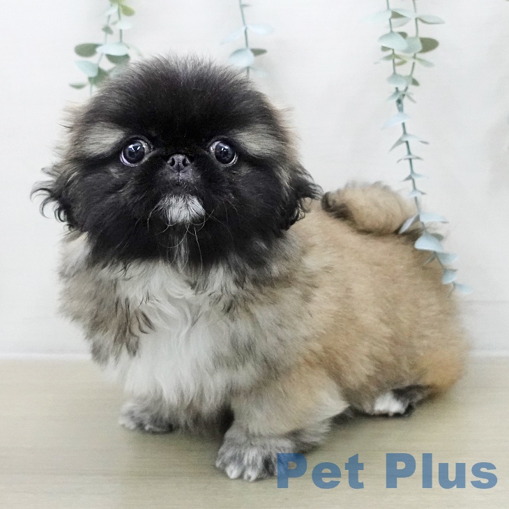 ペキニーズの写真2