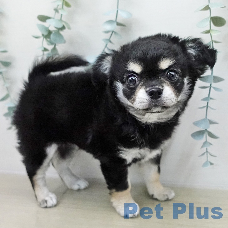 福島県のチワワ(ロング) (ペットプラス イオンタウン郡山店/2025年12月5日生まれ/女の子/ブラックタンホワイト)の子犬の1枚目の画像