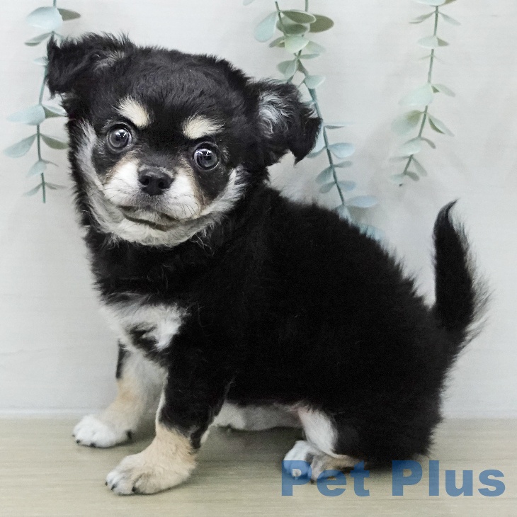 福島県のチワワ(ロング) (ペットプラス イオンタウン郡山店/2025年12月5日生まれ/女の子/ブラックタンホワイト)の子犬の2枚目の画像