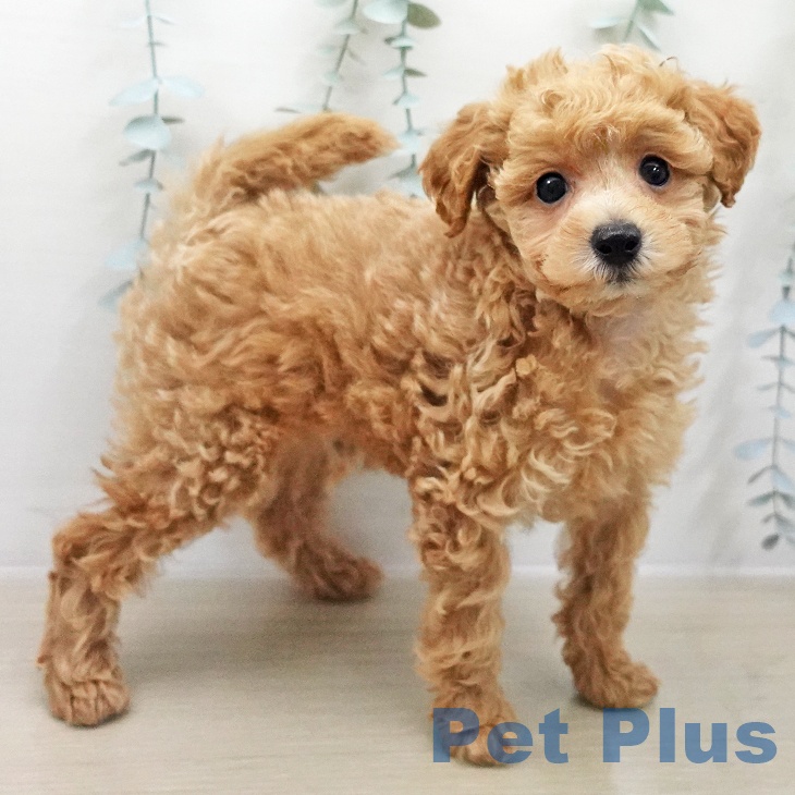 千葉県のトイプードル(トイ) (ペットプラス 八千代緑が丘店/2025年12月5日生まれ/男の子/アプリコット)の子犬の2枚目の画像