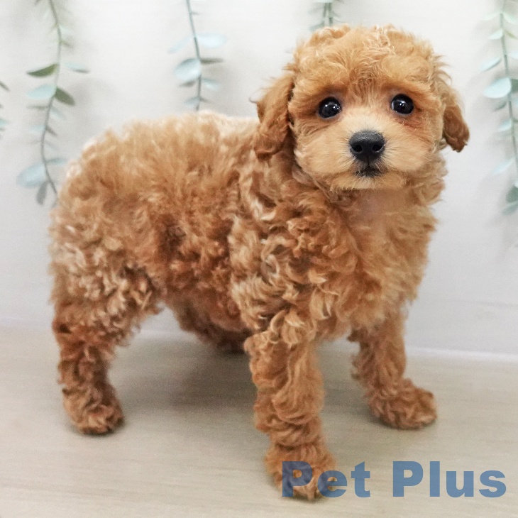 トイ・プードル