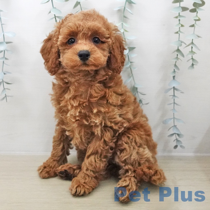 トイ・プードル