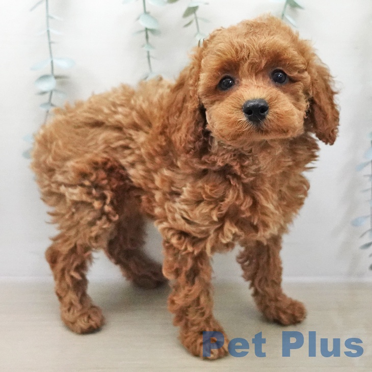 トイ・プードルの写真2