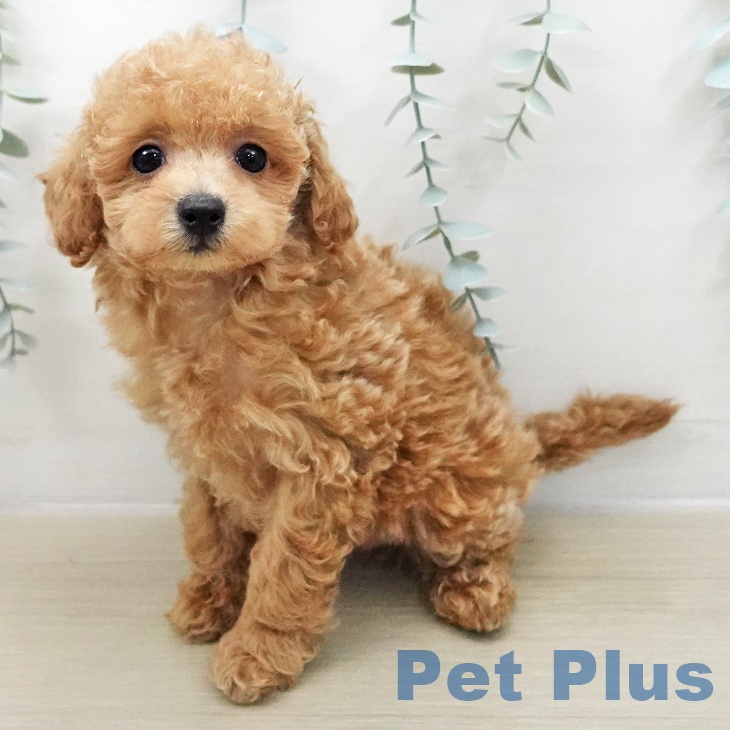 トイ・プードルの写真2