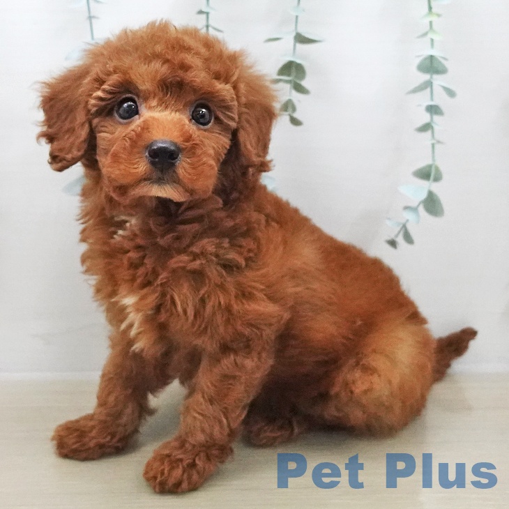 トイ・プードル