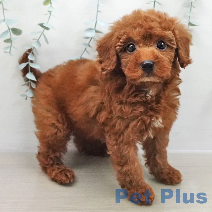 トイ・プードルの写真2