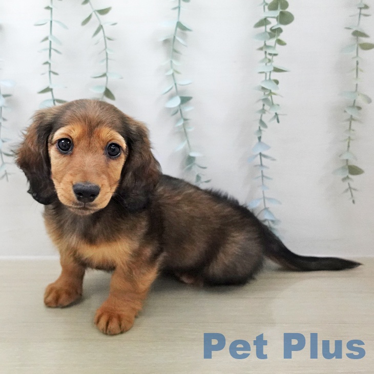 神奈川県のミニチュアダックスフンド(ロング) (ペットプラス 海老名店/2025年12月5日生まれ/男の子/シェーデットレッド)の子犬の1枚目の画像