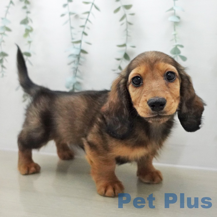 神奈川県のミニチュアダックスフンド(ロング) (ペットプラス 海老名店/2025年12月5日生まれ/男の子/シェーデットレッド)の子犬の2枚目の画像