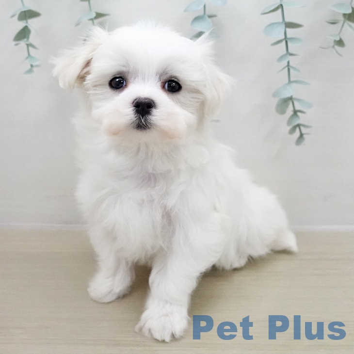 神奈川県のマルチーズ (ペットプラス 海老名店/2025年12月5日生まれ/女の子/ホワイト)の子犬の2枚目の画像