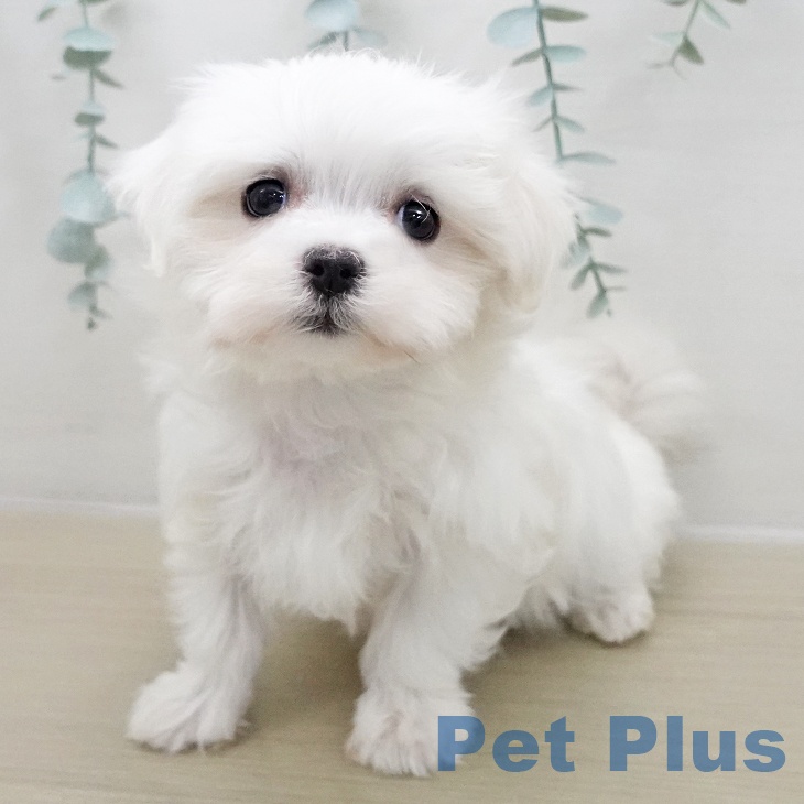 群馬県のマルチーズ (ペットプラス イオンモール太田店/2025年12月5日生まれ/女の子/ホワイト)の子犬の1枚目の画像