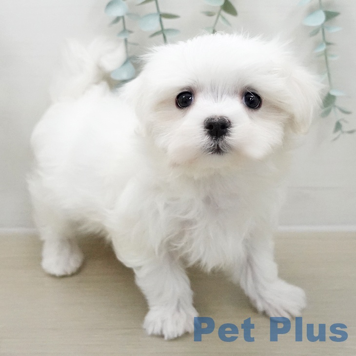 群馬県のマルチーズ (ペットプラス イオンモール太田店/2025年12月5日生まれ/女の子/ホワイト)の子犬の2枚目の画像