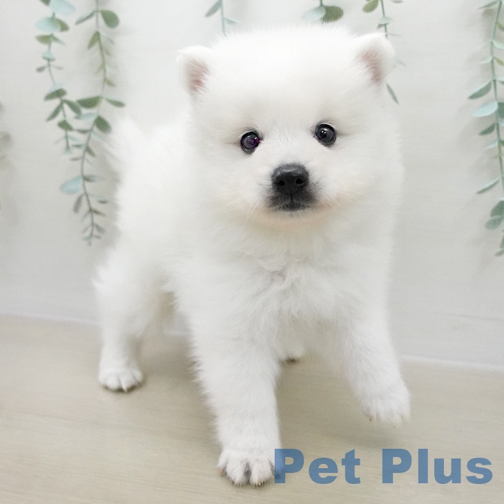 千葉県の日本スピッツ (ペットプラス 幕張新都心店/2025年12月1日生まれ/男の子/ホワイト)の子犬の1枚目の画像