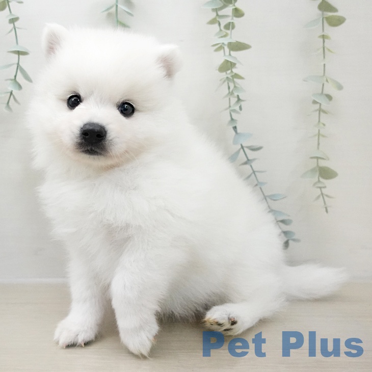 千葉県の日本スピッツ (ペットプラス 幕張新都心店/2025年12月1日生まれ/男の子/ホワイト)の子犬の2枚目の画像