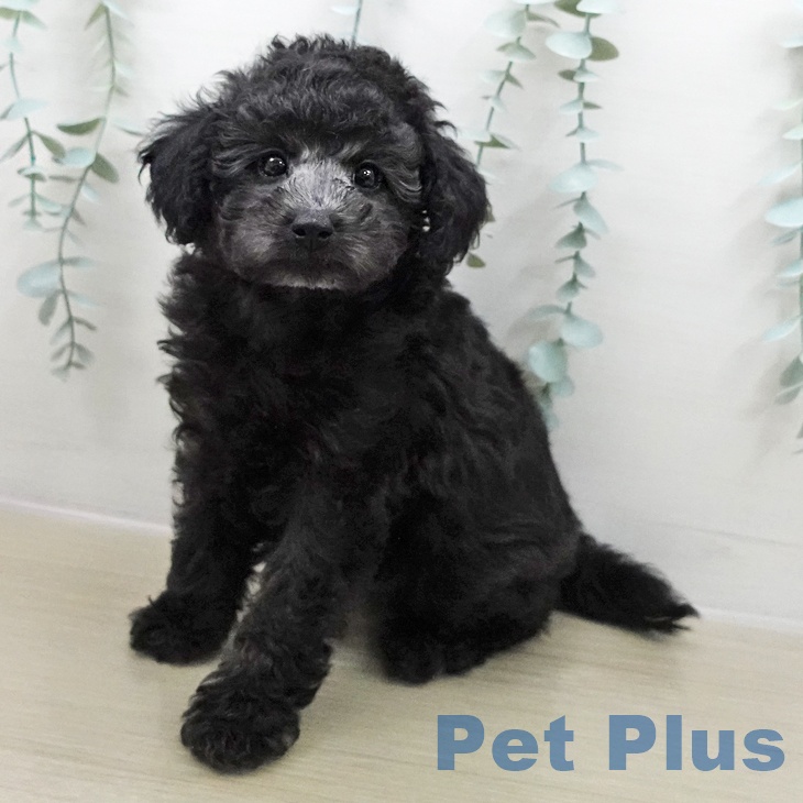 トイ・プードル