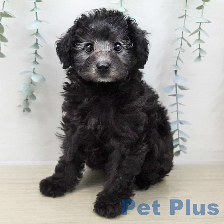 トイ・プードル