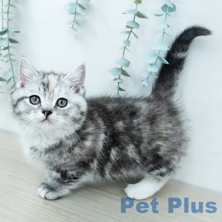 東京都のマンチカン (ペットプラス むさし村山店/2025年11月29日生まれ/女の子/シルバーパッチドタビーホワイト)の子猫の1枚目の画像