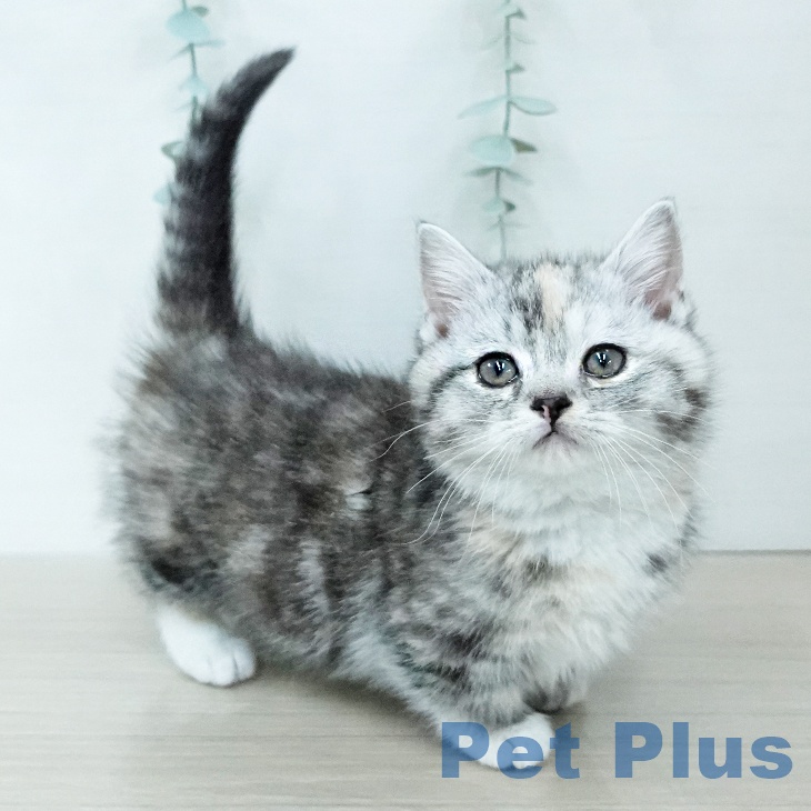 東京都のマンチカン (ペットプラス むさし村山店/2025年11月29日生まれ/女の子/シルバーパッチドタビーホワイト)の子猫の2枚目の画像
