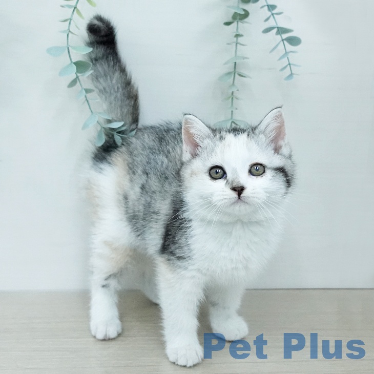 茨城県のマンチカン (ペットプラス つくば店/2025年11月29日生まれ/女の子/シルバーパッチドタビーホワイト)の子猫の1枚目の画像