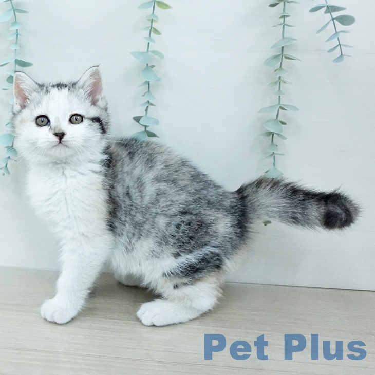 茨城県のマンチカン (ペットプラス つくば店/2025年11月29日生まれ/女の子/シルバーパッチドタビーホワイト)の子猫の2枚目の画像