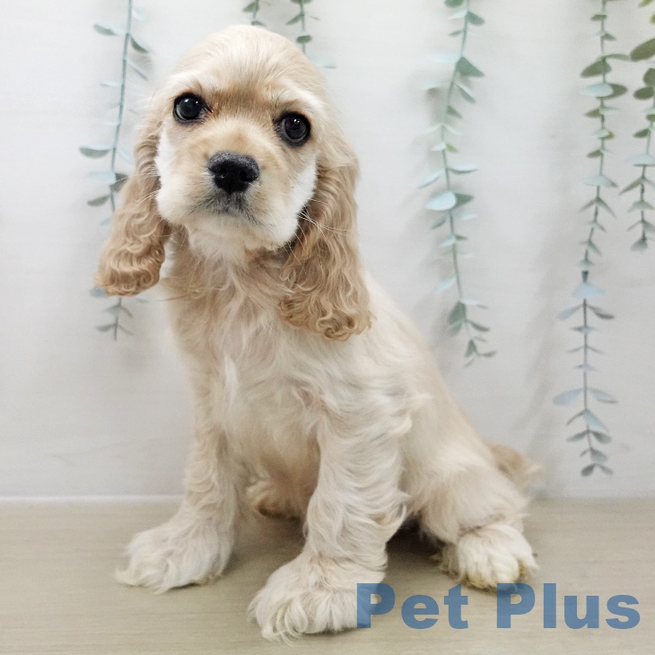 アメリカン・コッカー・スパニエルの写真2