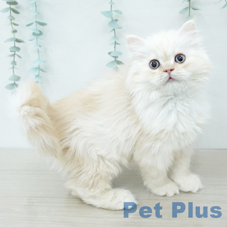 スコティッシュフォールド