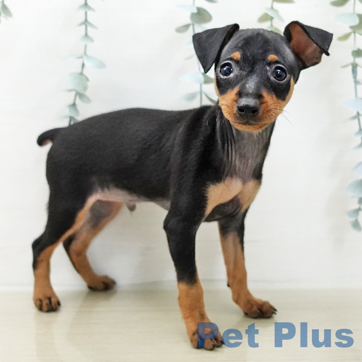 ミニチュア・ピンシャー