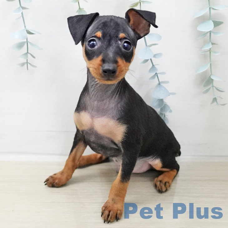 ミニチュア・ピンシャーの写真2