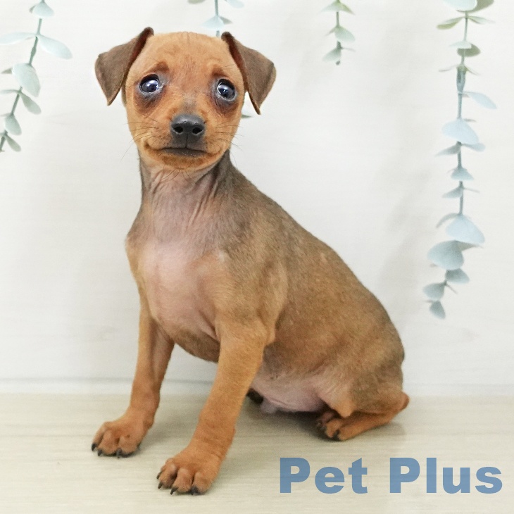 ミニチュア・ピンシャーの写真2