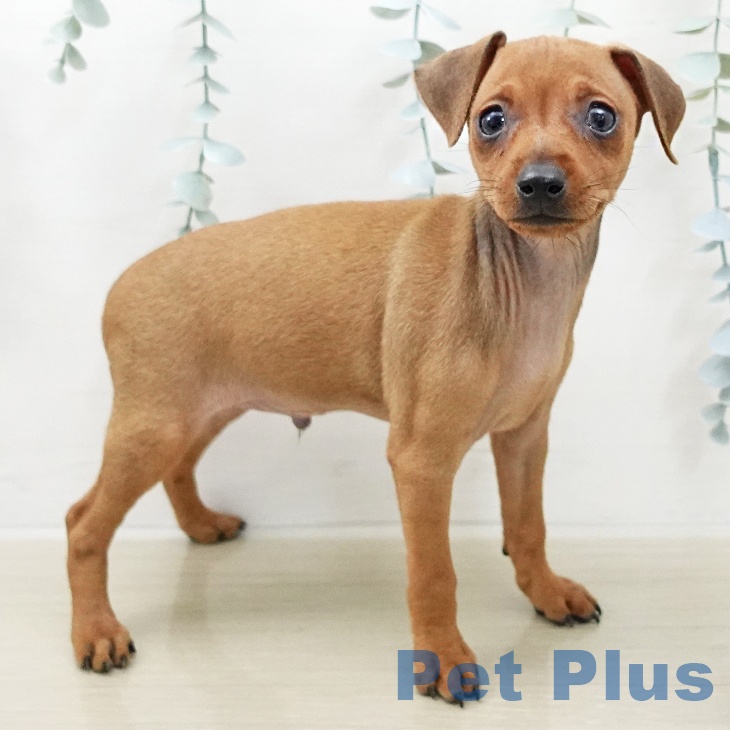 ミニチュア・ピンシャー