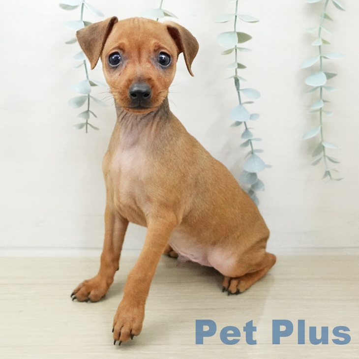 ミニチュア・ピンシャーの写真2