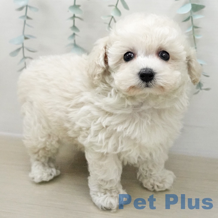 長野県のトイプードル(トイ) (ペットプラス 須坂店/2025年12月2日生まれ/男の子/クリーム)の子犬の1枚目の画像