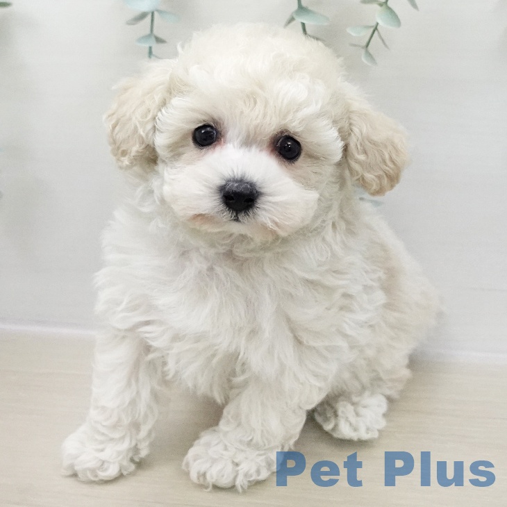 長野県のトイプードル(トイ) (ペットプラス 須坂店/2025年12月2日生まれ/男の子/クリーム)の子犬の2枚目の画像