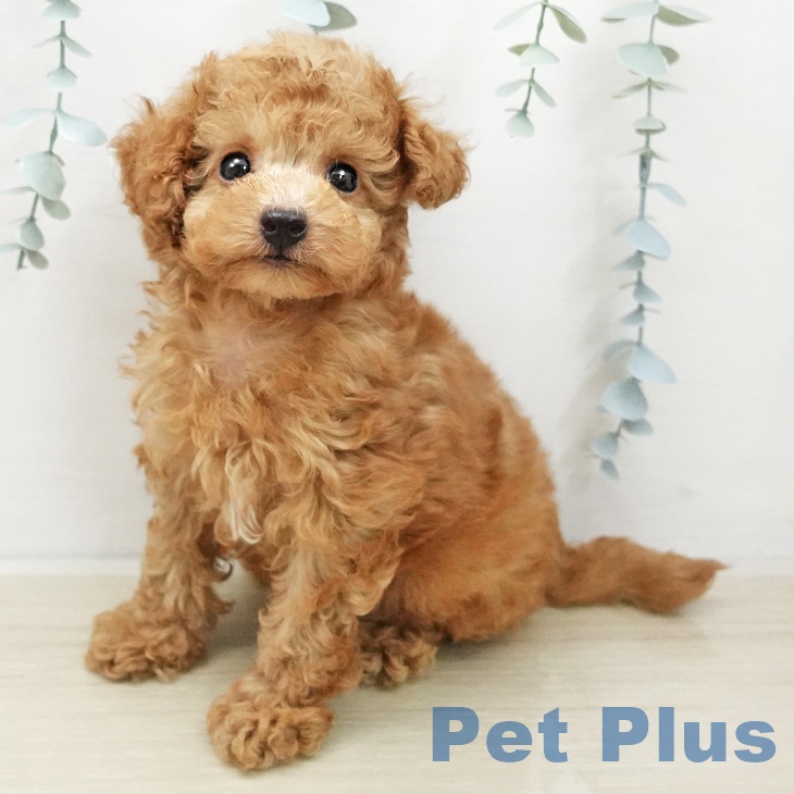 トイ・プードル