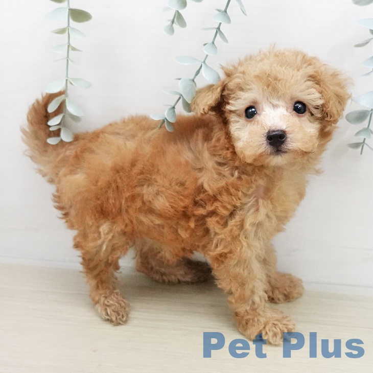 トイ・プードルの写真2