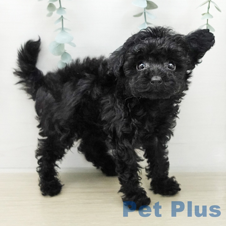 千葉県のトイプードル(トイ) (ペットプラス 幕張新都心店/2025年12月4日生まれ/女の子/ブラック)の子犬