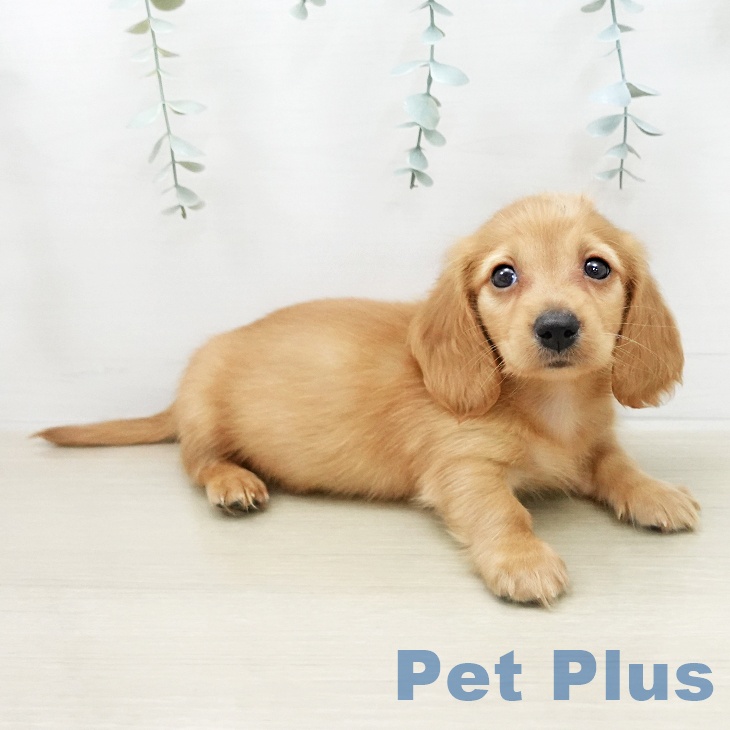 ミニチュア・ダックスフンドの写真2