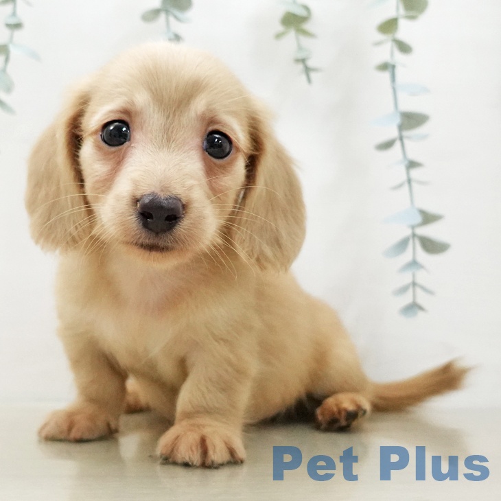 神奈川県のミニチュアダックスフンド(ロング) (ペッツワン 横須賀久里浜店/2025年12月6日生まれ/男の子/イエロー)の子犬の1枚目の画像