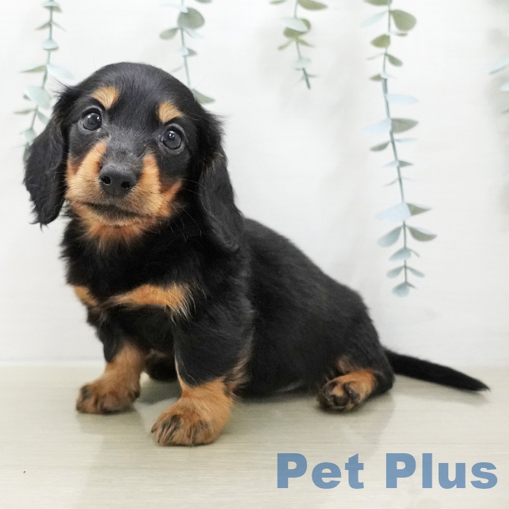 埼玉県のミニチュアダックスフンド(ロング) (ペットプラス クレアモール川越店/2025年12月6日生まれ/男の子/ブラックタン)の子犬の1枚目の画像