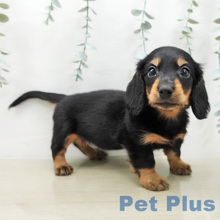 埼玉県のミニチュアダックスフンド(ロング) (ペットプラス クレアモール川越店/2025年12月6日生まれ/男の子/ブラックタン)の子犬の2枚目の画像
