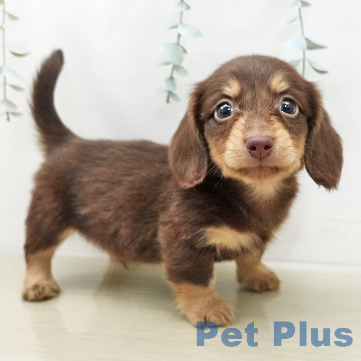 長野県のミニチュアダックスフンド(ロング) (ペットプラス 上田店/2025年12月6日生まれ/男の子/チョコレートタン)の子犬の1枚目の画像