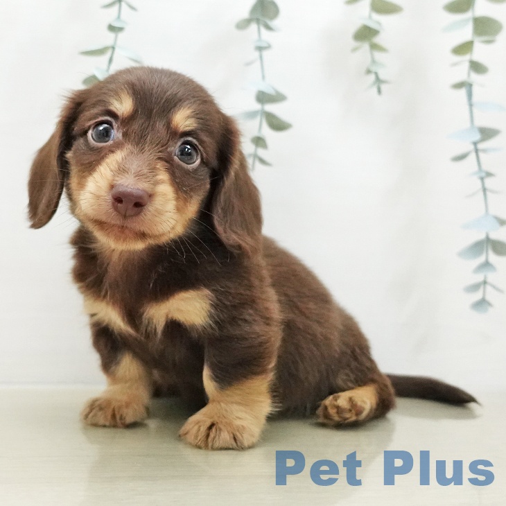 長野県のミニチュアダックスフンド(ロング) (ペットプラス 上田店/2025年12月6日生まれ/男の子/チョコレートタン)の子犬の2枚目の画像