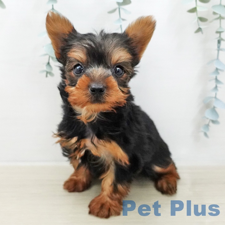 長野県のヨークシャーテリア (ペットプラス 上田店/2025年12月6日生まれ/男の子/スチールブルータン)の子犬の1枚目の画像