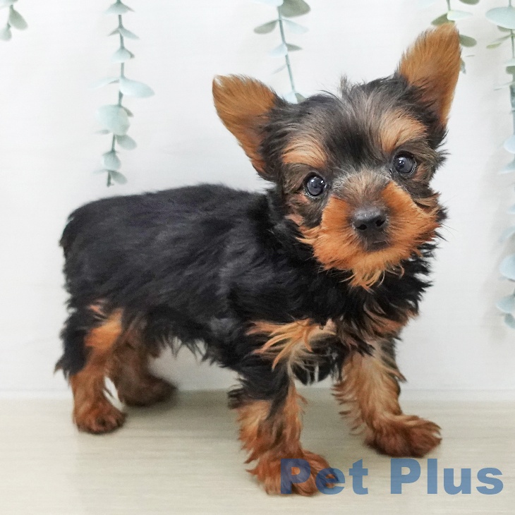 長野県のヨークシャーテリア (ペットプラス 上田店/2025年12月6日生まれ/男の子/スチールブルータン)の子犬の2枚目の画像